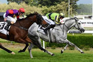 Maygrove claiming the Listed Ricoh Feilding Gold Cup. Photo: Race Images PNth